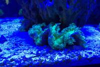 Purple tip Elegance Coral