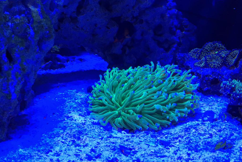 Plate Coral, Long Tentacle