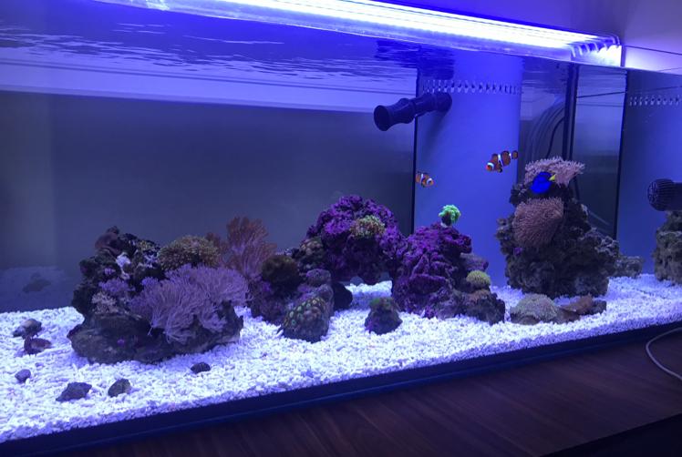 My Reef on Aug 3, 2017