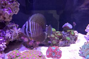 RVO Reef Thumbnail