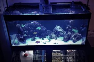 Rudy's reef tank( mix) Thumbnail