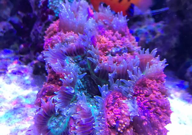 Shallow reef on Aug 4, 2017