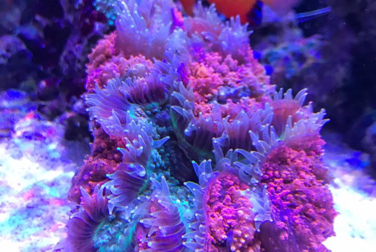 Shallow reef on Aug 4, 2017