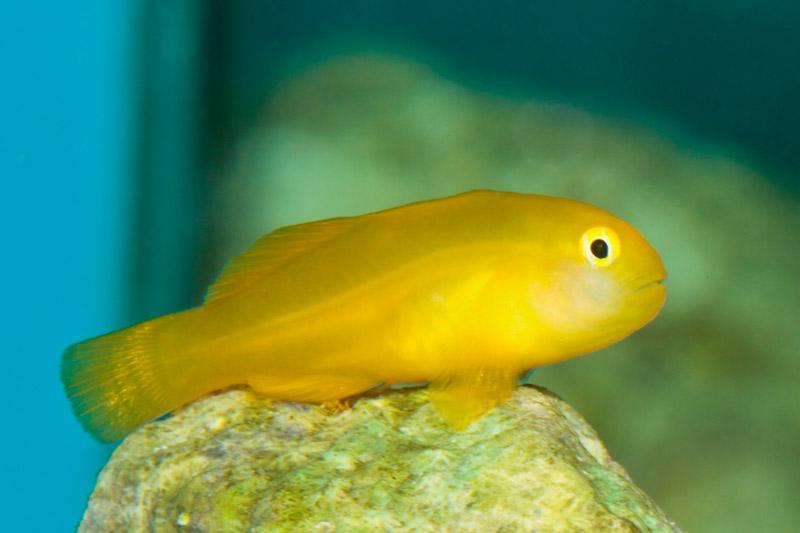 Yellow Clown Goby / Gobiodon okinawae 333