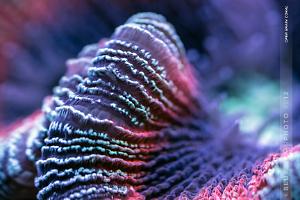 Open Brain Coral