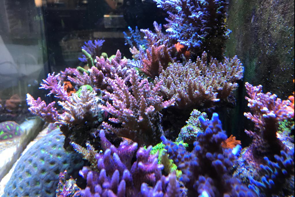 Practical Reef on Aug 7, 2017