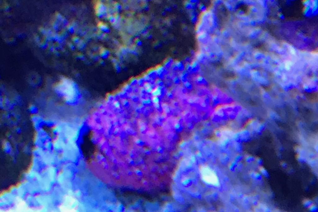 Black Sea Cucumber / Holothuria atra 31