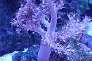 Kenya Tree Coral Thumbnail