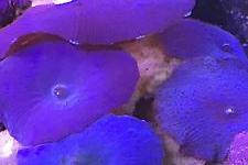 Mushroom Coral Thumbnail