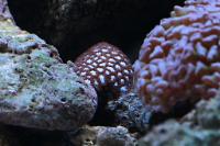 Acropora Coral Thumbnail