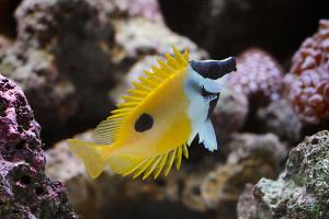 Foxface Rabbitfish Thumbnail