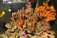 Practical Reef on Aug 9, 2017