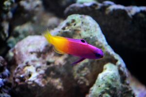 Royal Gramma Basslet Thumbnail