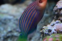 Six Line Wrasse Thumbnail