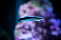 Cleaner Common Wrasse Thumbnail