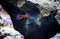 Mandarin Goby Thumbnail