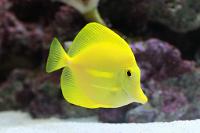 Yellow Tang Thumbnail