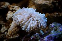 Torch Coral Thumbnail