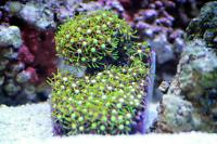 Green Star Polyp Thumbnail