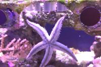 Sand Sifting Sea Star Thumbnail