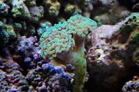 Torch Coral Thumbnail