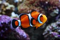 Ocellaris Clownfish Thumbnail