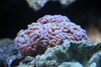 Purple Hammer Coral Thumbnail