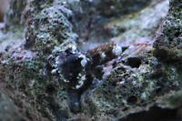 Scooter Blenny Thumbnail