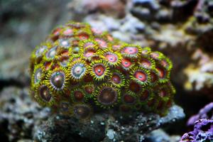 Zoanthid Thumbnail