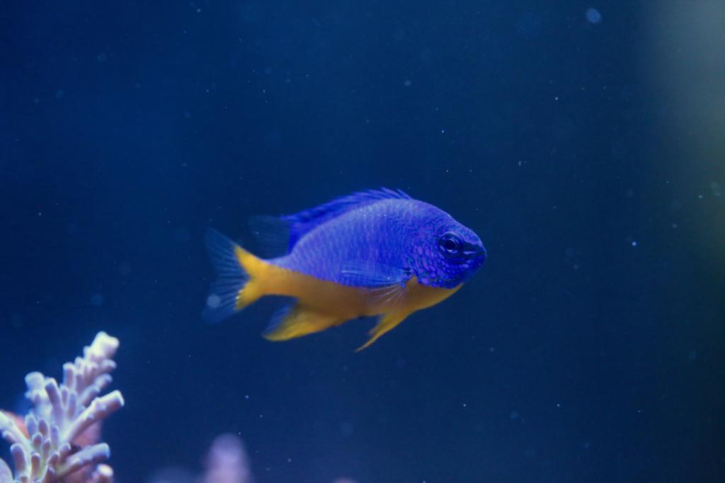 Azure Damselfish