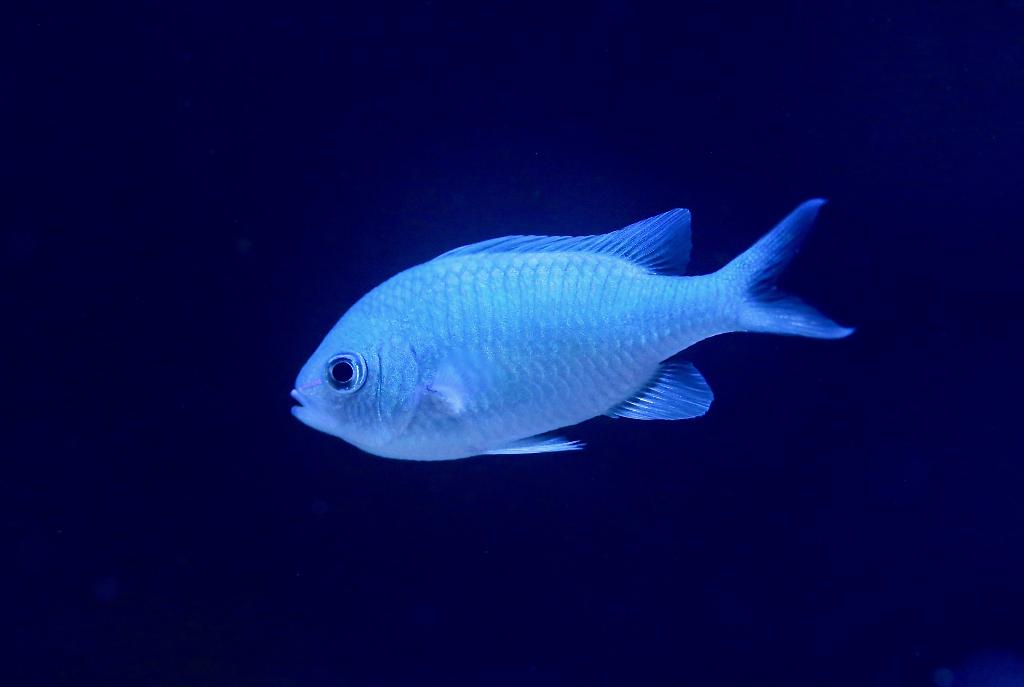 Blue Chromis