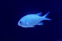 Blue Chromis Thumbnail