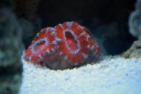 Acan Brain Coral Thumbnail