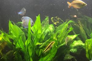 My Aquarium on Aug 14, 2017