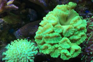 Main Display ~ Mixed Reef on Aug 15, 2017