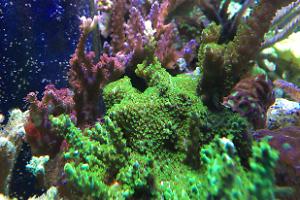 Main Display ~ Mixed Reef on Aug 15, 2017