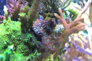 Main Display ~ Mixed Reef on Aug 15, 2017