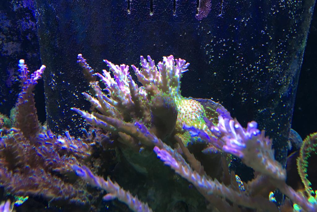 Main Display ~ Mixed Reef on Aug 15, 2017