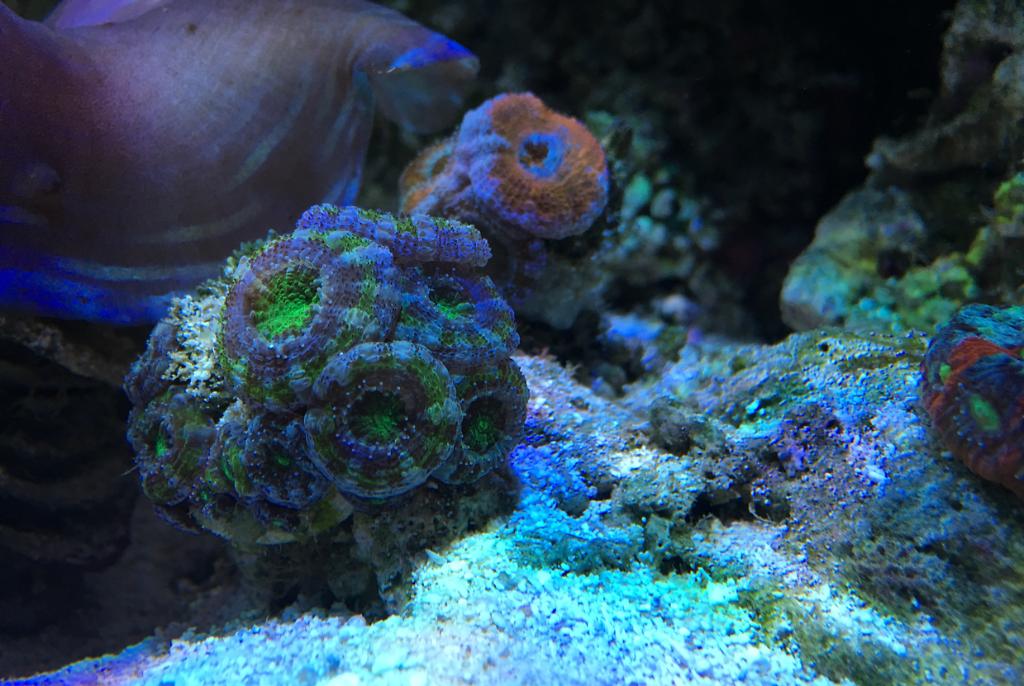 Main Display ~ Mixed Reef on Aug 15, 2017