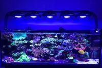 Jays Office 80Gallon on Aug 18, 2017