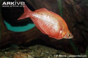 Red Rainbowfish Thumbnail