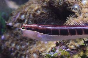 Linear Blenny Thumbnail