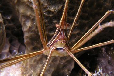 Arrow Crab / Stenorhynchus seticornis 103