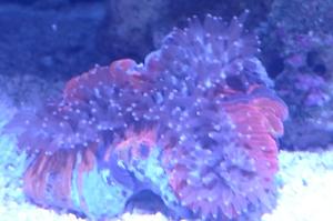 Trachyphyllia Brain Coral Thumbnail