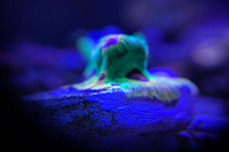 Awesome little tank Thumbnail