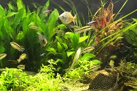 My Aquarium on Aug 24, 2017