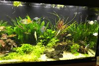 My Aquarium on Aug 24, 2017