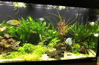 My Aquarium on Aug 24, 2017