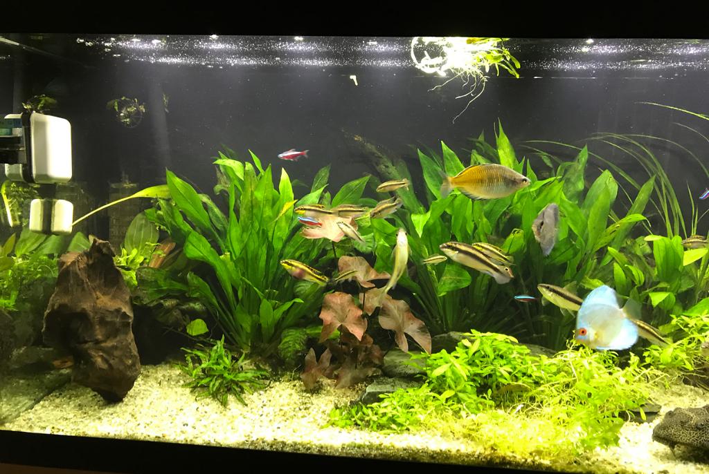 My Aquarium on Aug 24, 2017