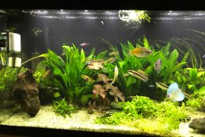 My Aquarium on Aug 24, 2017